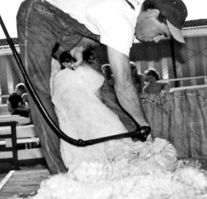 Shearing Sheep